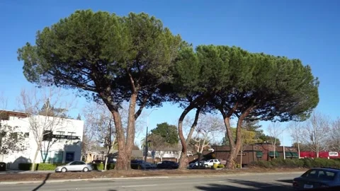 Three large evergreen trees on central divider of road Stock Footage 236572723