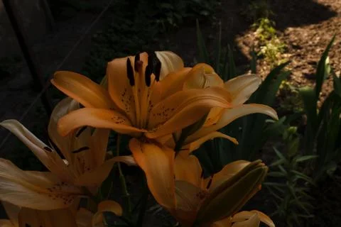 .three large flowers close-up with one bud on a home flower bed Stock Photos