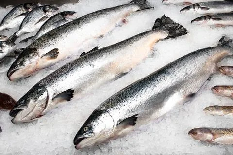 Three large fresh salmon Stock Photos