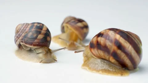 Three large garden snails Helix pomatia crawl on a white background. Stock Footage 210216159