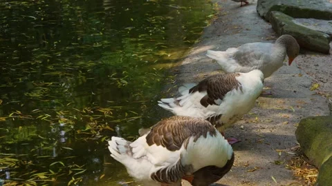 Three large Geese grooming Stock Footage 249732912