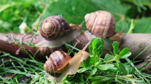 Three large helix pomatia grape snails crawl in the grass in the summer forest. Stock Footage 210484711