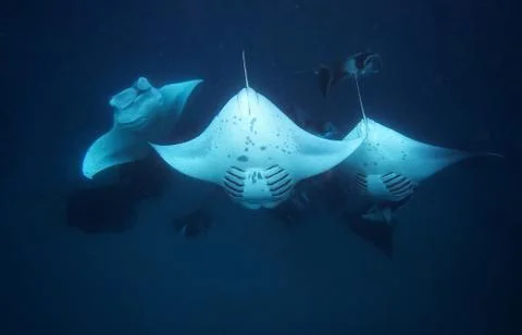 Three large manta rays underwater Stock Photos