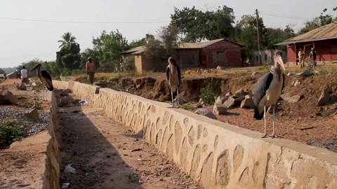 Three large Marabou storks standing on a stone-lined drainage ditch in a rural Stock Footage 345835083