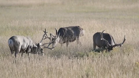 Three Large Mule Deer Bucks Grazing on the Plains Stock Footage 120136269