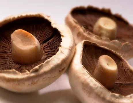 THREE LARGE MUSHROOMS Stock Photos