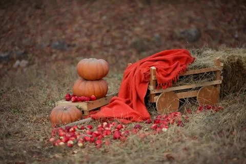 Three large orange pumpkins and red apples scattered on the yellow grass Stock Photos