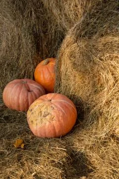 Three large orange pumpkins on dry hay. Stock Photos