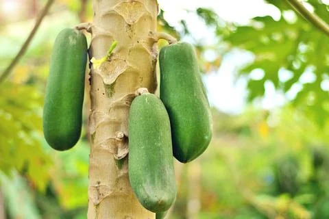 Three large papaya trees on the tree. Stock Photos