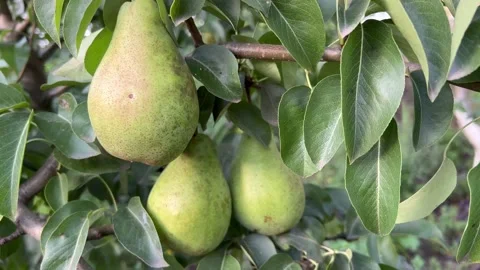 Three large pears on a tree Stock Footage 205742154