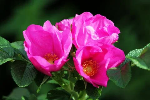 Three large pink rose hips dogrose in summer. Stock Photos