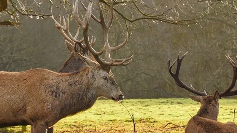 Three large stag deer buck with horn antlers standing in the wild  Stock Footage 85680465
