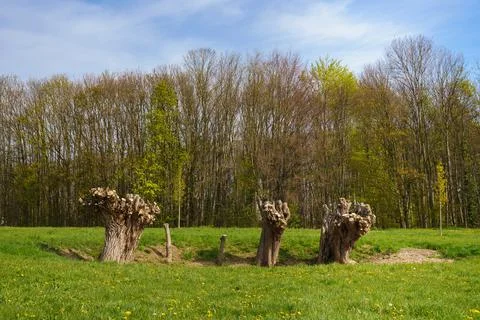 Three large tree trunks with sawn branches. Spring landscape. Stock Photos