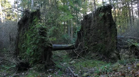 Three large uprooted trees Stock Footage 56158062