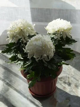 Three large white chrysanthemums in a pot on the floor near the window in s.. Stock Photos