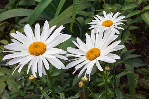 Three large white daisies Foto stock