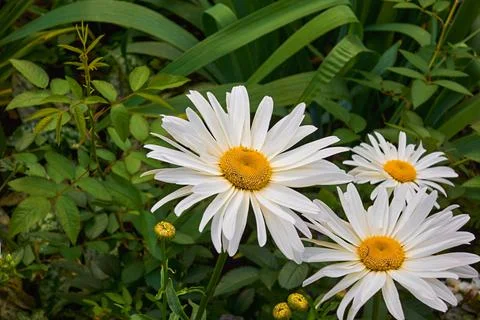 Three large white daisies Foto stock
