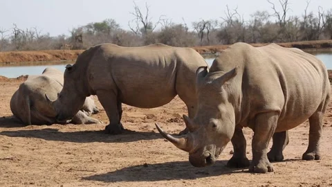 Three large White Rhinos Stock Footage 155609811