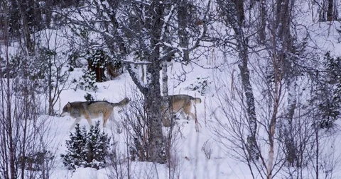 Three large wolves walking in thick forest a cold winter evening Stock Footage 86129277
