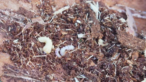 Three larvae of the bark beetle are removed from the tree. Insects Stock Footage 139591428