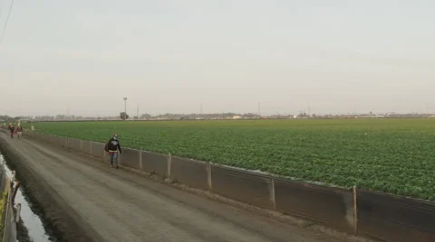 Three Latino Field Workers going to work Stock Footage 52086328