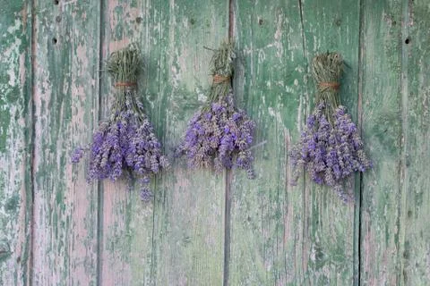 Three Lavender bouquets Stock Photos