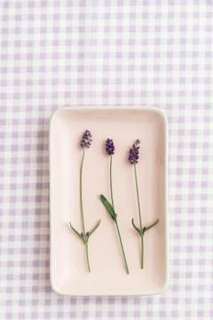 Three lavender flowers Stock Photos