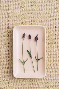 Three lavender flowers Stock Photos
