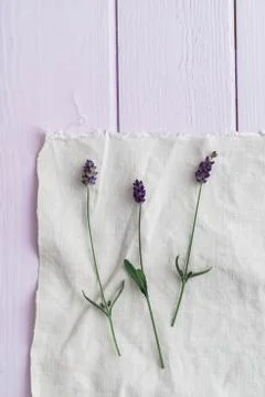 Three lavender flowers Stock Photos