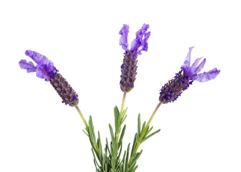 Three lavender flowers Stock Photos