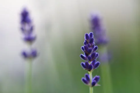 Three lavenders 스톡 사진