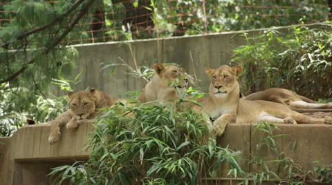 Three lazy lions looking around and into the camera Stock Footage 66686743