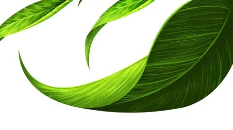 Three leaf closeup on white background .isolate easy to use for your artwork. Stock Illustration