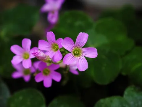 Three leaf clover bloom violet flower Stock Photos