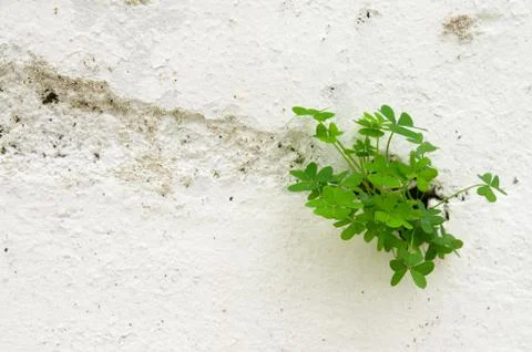 Three leaf clover breaking through a wall Stock-Fotos