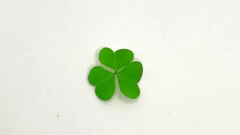 Three leaf clover on a dark background Stock Photos