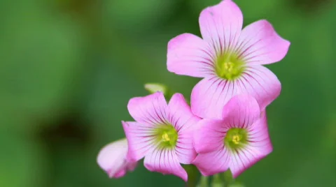Three Leaf Clover Flower Stock Footage 713240