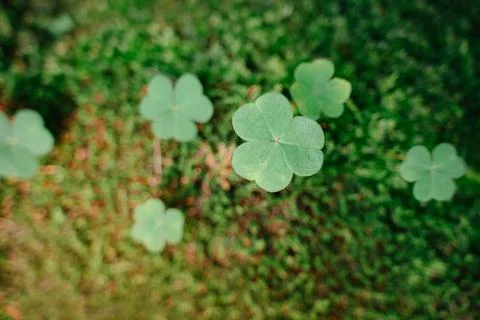 Three-leaf clover in the forest against a background of green moss Foto stock