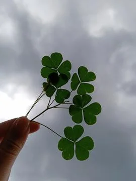 Three-leaf clover on hand in cloudy sky background Stock-Fotos