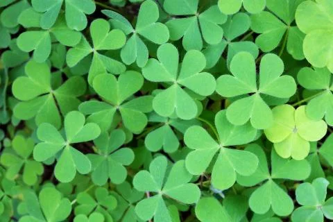 Three-Leaf Clover Stock Photos