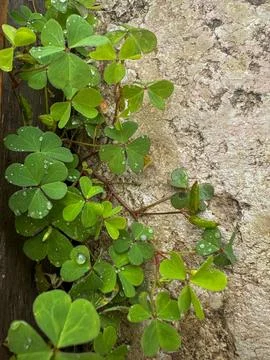 Three-leaf clover on the side of the road Fotos de archivo