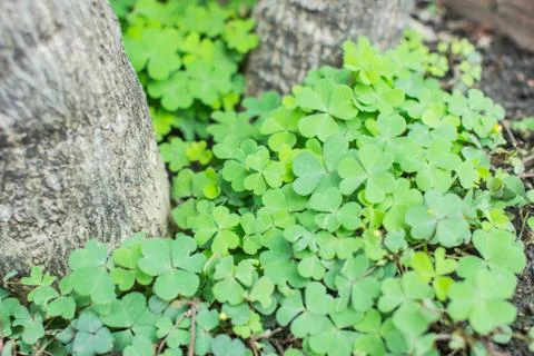 Three leaf clovers Stock Photos