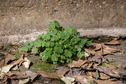 Three Leaf Clovers Stock Photos