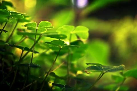 Three leaf clovers in to summer forest 库存照片