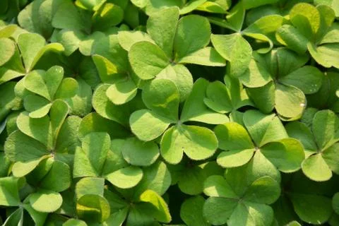 Three leaf grass under the spring sunny day Stock Photos