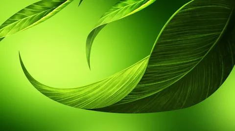 Three leaf is green lush on green background . Aleafis anorganof  plants and Stock Illustration