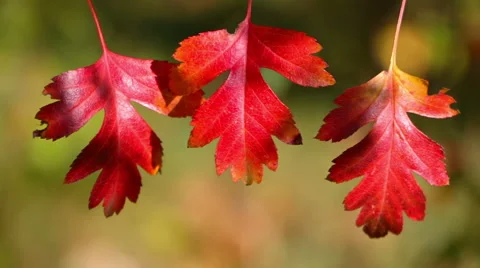 Three leaf of hawthorn Stock Footage 43018792