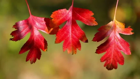 Three Leaf of Hawthorn 스톡 동영상 106464693