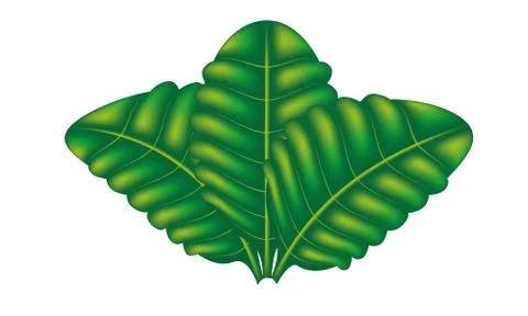 Three leaf Stock Illustration