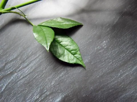 Three leaf rose Foto stock